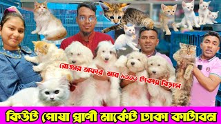 রোজার অফার মাত্র ১০০০ টাকায় বিড়াল 💥  Katabon Animal market in Bangladesh  Cat price in Bangladesh [upl. by Methuselah]