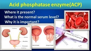 Acid phosphatase enzymeAcidphosphatataseEnzyme [upl. by Mloc849]