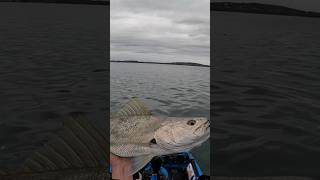 80cm school Mulloway in Lake Macquarie fishing kayakfishing lakemacquarie mulloway shorts [upl. by Andrei]