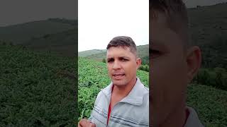 Quais são os fungicidas para o período chuvoso 🍉 agro melancia [upl. by Luap]