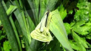 Green Veined White Butterfly [upl. by Strickland]