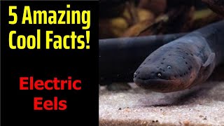 5 Fascinating Facts About Electric Eels [upl. by Yeslrahc]