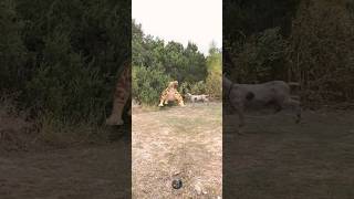 SaberTooth Tiger Kills Goat 😰😱 viral wow awesome killing goat extinct animals shorts [upl. by Nisay]