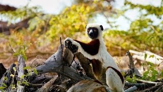 The Cutest Lemur  Island of Lemurs Madagascar Featurette [upl. by Goldenberg]