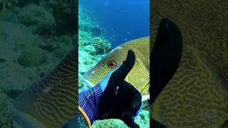 I Spear giant Maori Sea Perch at 22 meters deep maoriseaperch [upl. by Ettigdirb696]