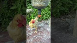 this machine feeds hens shortsvideo [upl. by Garibull275]