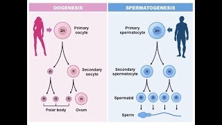 تكوين الحيوانات المنوية و البويضة الأمشاج Spermatogenesis and OogenesisGametogenesis [upl. by Eednac699]