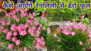 कैसे आऐंगे रेन लिली के पौधे में ढेरों फूलhow to get more flowering in rain lily plant [upl. by Vern]