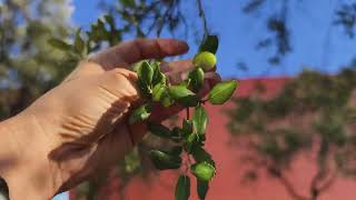 El alcornoque diferencia este árbol que produce exquisitas setas ¡cuando llueve Quercus suber [upl. by Lehar]