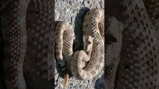 🐍●¹⁶ Sidewinder Horned Rattlesnake Crotalus cerastes  Observed in Description [upl. by Ferne202]