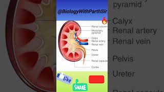 structure of kidney by Parth Sir  physiology viralvideo trendingshorts Exretorysystem biology [upl. by Eclud]