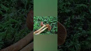 Cortinarius rubellus Deadly Webcap พิษร้ายแรงเห็ด ทำให้ไตวาย ซึ่งมักจะไม่สามารถรักษาให้หายได้ [upl. by Semadar]