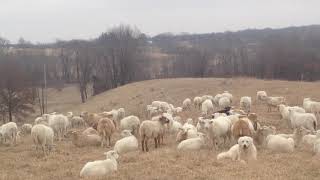 Episode 40 Greg Judy of Green Pastures Farm discusses no hay winter sheep grazing [upl. by Travax]