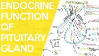 Overview of the Endocrine Function of the Pituitary Gland  Sarah Clifford Illustration Tutorial [upl. by Sophie]