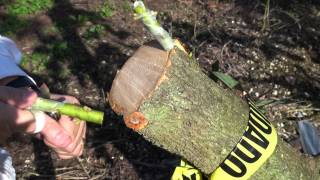 Top working Avocado  Changing canopy  Bark Grafting Avocado  Injerto de corteza aguacate [upl. by Ardnassak]