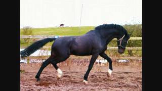 Hemmingway  KWPN approved stallion standing at stud in Scotland UK [upl. by Ansilma561]