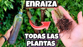 El 997 de TODAS tus PLANTAS ENRAIZAN con este ENRAIZANTE CASERO para Ramas Árboles Cítricos [upl. by Aoket]