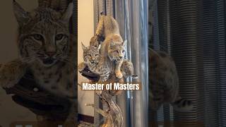 World Taxidermy Championships  Master of Masters Division 2024 🐆🦜🐱 taxidermy taxidermyart [upl. by Surad]