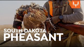 South Dakota Pheasant  Cal in the Field [upl. by Flo622]