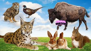 Natural Animal Sounds  Owl Pheasant Bison Lynx Rabbit Chipmunk  Animal World [upl. by Iralav]