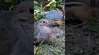 Mourning Dove amp Chipmunk cuteanimal wildlife cuterodent cute dove birds chipmunk [upl. by Leo446]