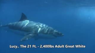 Scuba Diving the Farallon Islands California  Great White Cage Diving with gopro [upl. by Seditsira]