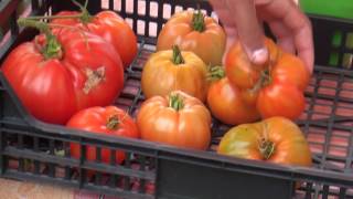 PREMIERE RECOLTE DE TOMATES 2017 [upl. by Ellirehs]