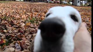 Cleo the Basset Hound Plays in the Autumn Leaves [upl. by Ydolem]