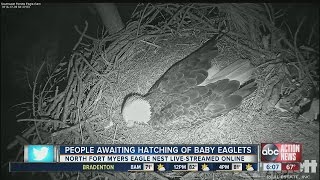 Eaglet Watch 2016 [upl. by Kerin]