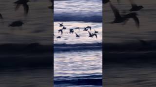 Sanderlings Flying Ocean Beach San Francisco sanderlings birds oceanbeach sanfrancisco sunset [upl. by Handy]