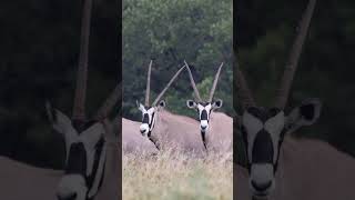 WildlifeWednesday Gemsbok’s Unique Adaptation for Surviving Arid Texas Conditions  TX Real Estate [upl. by Jermyn566]