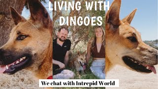 Living with Dingoes  A first time Dingo carer shares his experience [upl. by Attiuqram]