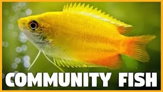 Top 10 Community Fish for Aquarium [upl. by Pinckney759]