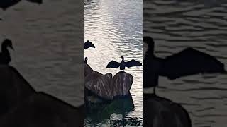 Bangalore Lake  Anhinga Bird  Snake Bird  Munnekolala Lake  Spice Garden  Marathahalli [upl. by Iemaj]