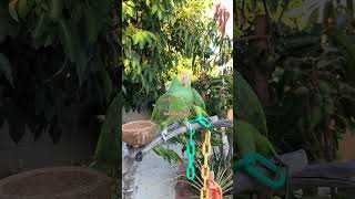 Feliz 4 de Julio para todos Amazon Parrots Loros Amazona [upl. by Cassella]