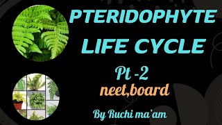 Pteridophytes plant kingdom lifecycleclass11cbseboardsneet [upl. by Anaul]