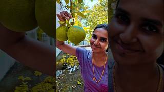 അല്ലിനാരങ്ങ പറിക്കാം🥰 nature fruit vlog vlogger [upl. by Llednol]