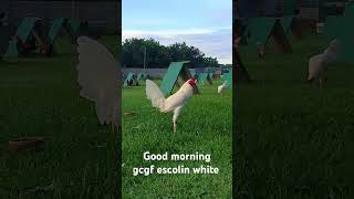 Good morning gcgf game farm Batangas shortviral chicken chickenbreeds shortvideo roosters [upl. by Akcimat]