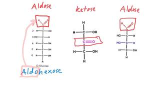 Aldose vs Ketose [upl. by Raycher]