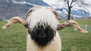 Schwarznasenschafe Widderwäscher vor der Widdermarkt in Visp [upl. by Sewoll509]