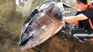 Cutting 250KG Giant Bluefin Tuna to 10000 worth Luxurious Sashimi！ [upl. by Baily257]