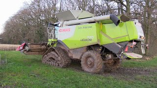 Maïs 2023  Claas Lexion 770 op grote rupsen  Fendt tractors  Strautmann  Caterpillar 920 [upl. by Alisa]