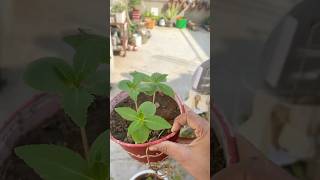 Transplanting Saplings of Balsamina plant 🌸 flowers shorts saplings youtubeshorts nature [upl. by Pavia]