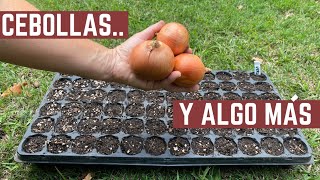 Como Sembrar CEBOLLA PUERRO y VERDEO  Preparado de Almacigos y Compost [upl. by Mundt]