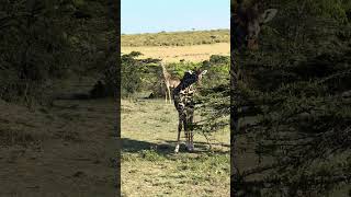 Maasai giraffes in the morning maasaimara kenya safari [upl. by Amalia56]