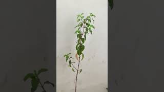 Tulsi ji ki Puja [upl. by Nellie]