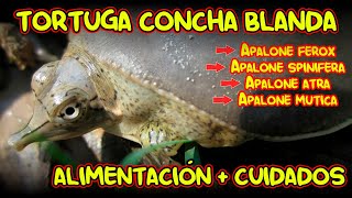 CUIDADOS ALIMENTACION Y HÁBITAT DE TORTUGA CONCHA BLANDA [upl. by Hadria]