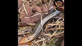 A blue tailed skink ENTERED my backyard [upl. by Lyrpa]