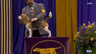 2023 Hound Group Judging [upl. by Abbotsen]