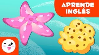 Los equinodermos y las esponjas EN INGLÉS para niños  Animales invertebrados [upl. by Doelling]